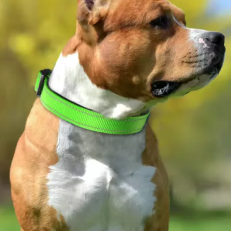 Correa Reflectante para Collar de Perro con Collar Ajustable de Nailon de Seguridad y Correa de Tracción para Mascotas, Apta para Mascotas Pequeñas y Medianas 13