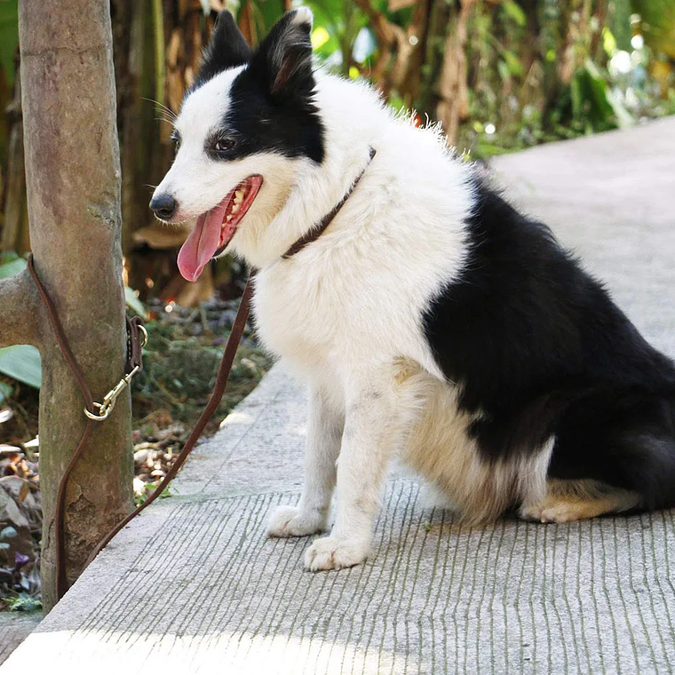 Correa de cuero Real para perro, Correa multifuncional para perro, Cable de amarre, manos libres para mascotas, caminar, correr, doble correa 21