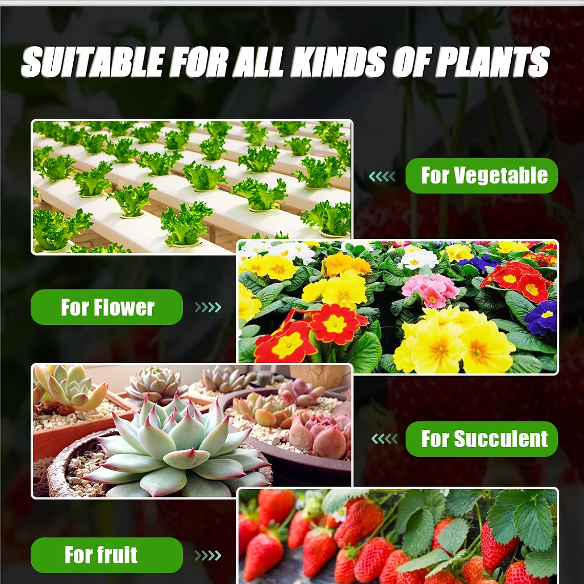 120W 240W Sam-ng LM301h Quantum LED lámpara de tablero de luz de cultivo IR UV fitoamplificador de espectro completo para plantas hidropónicas controlador MeanWell 18