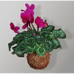 Violeta - Cyclamen (Cyclamen persicum)