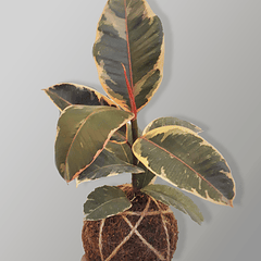 Gomero Tineke (Ficus elastica 'Robusta Tineke')