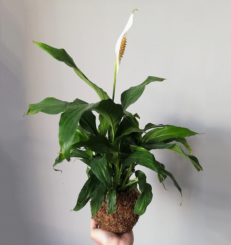 Cuna de Moisés - Espatáfilo - Spathiphylum (Spathiphyllum wallisii)