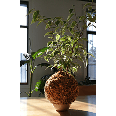Ficus variegado (Ficus benjamina 'Variegata')