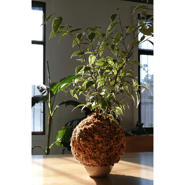 Ficus variegado (Ficus benjamina 'Variegata') 2