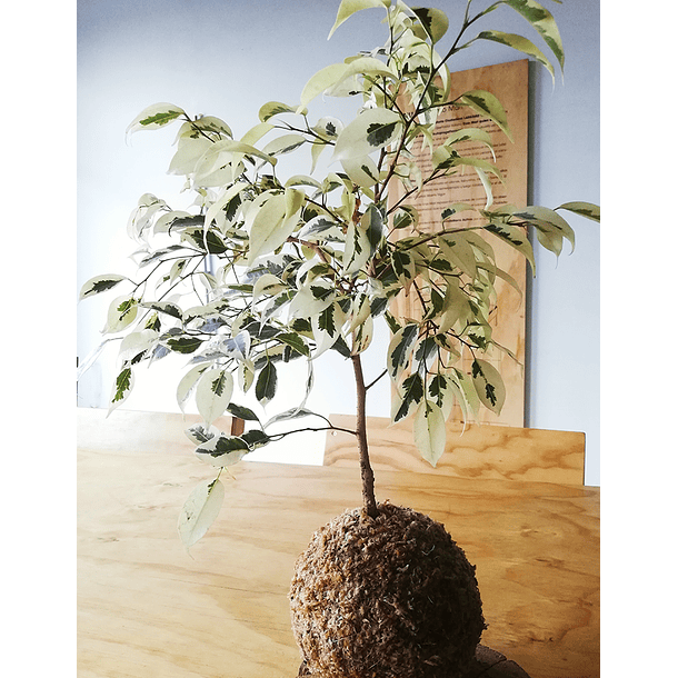 Ficus variegado (Ficus benjamina 'Variegata') 3