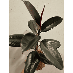 Gomero burgundy (Ficus elastica)