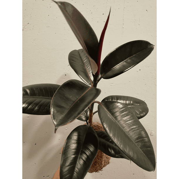 Gomero burgundy (Ficus elastica) 2