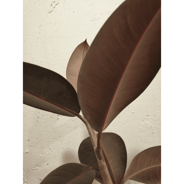 Gomero burgundy (Ficus elastica) 3