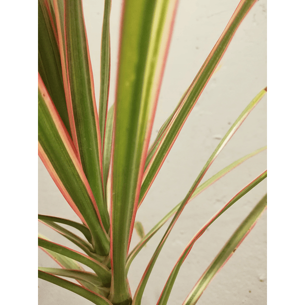 Dracena marginata (Dracaena marginata 'Colorama') 2