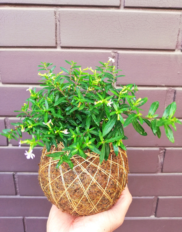 Cufea (Cuphea hyssopifolia)