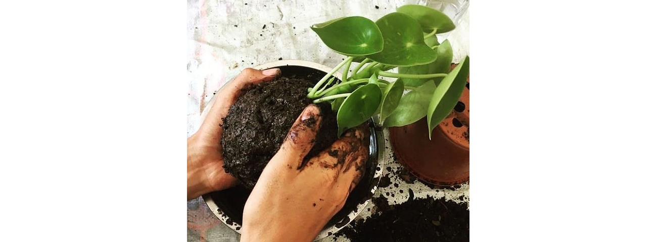 ¿Qué es un Kokedama?