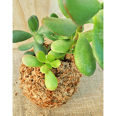 Jade (Crassula ovata)