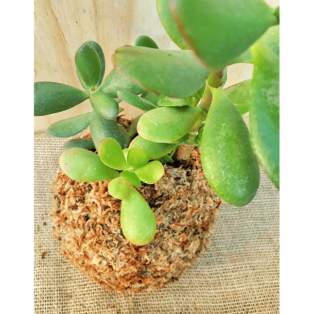planta de jade crassula ovata