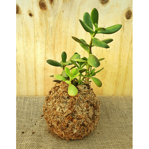 planta de jade crassula ovata