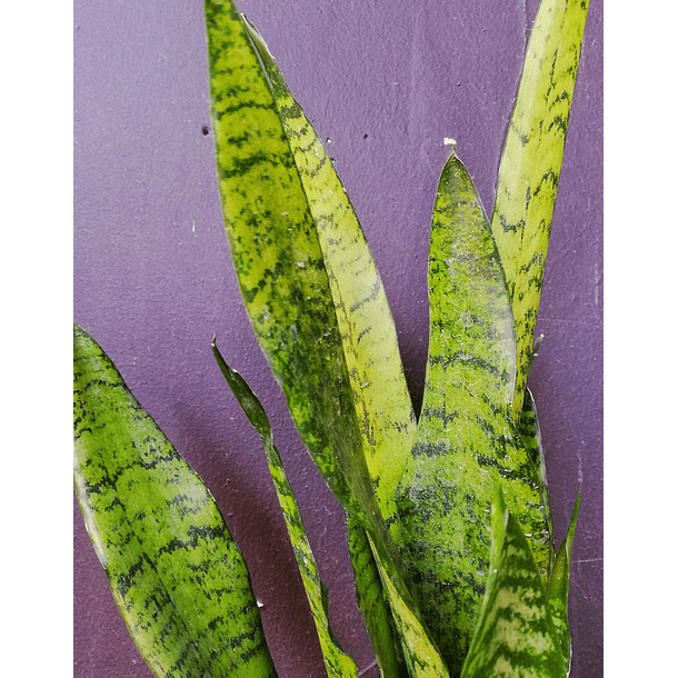 Sansevieria (Dracaena trifasciata 'Black Coral') 2