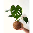 Monstera (Monstera borsigiana) 1