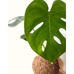 Monstera (Monstera borsigiana)