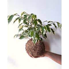 Ficus variegado (Ficus benjamina 'Variegata')