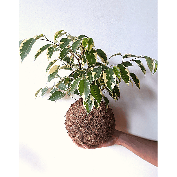 Ficus variegado (Ficus benjamina 'Variegata') 1