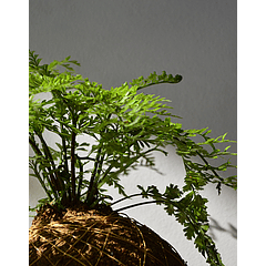 Helecho Zanahoria (Asplenium vivipara)