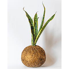 Sansevieria (Dracaena trifasciata 'Laurentii') 