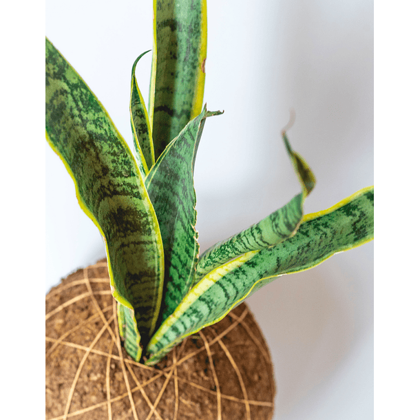 Sansevieria (Dracaena trifasciata 'Laurentii')  1