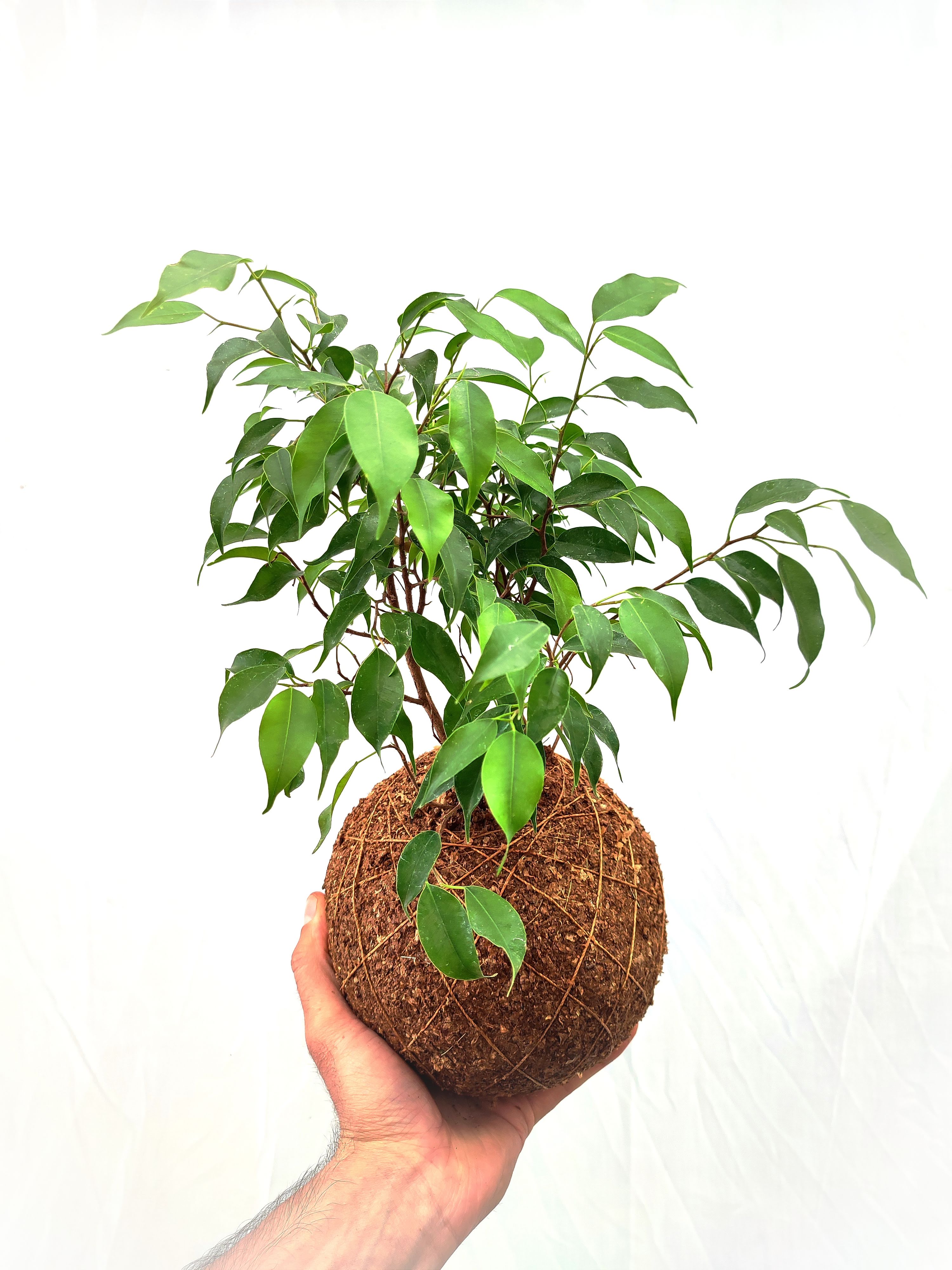 Ficus Bonsai (Ficus benjamina)