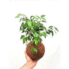 Ficus Bonsai (Ficus benjamina)