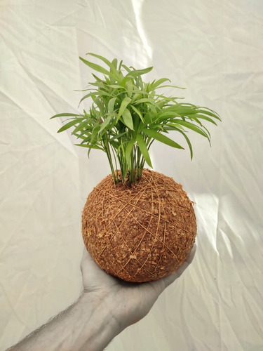 Kokedama  Chamadorea (chamaedorea Elegans)