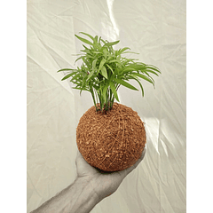 Kokedama  Chamadorea (chamaedorea Elegans)