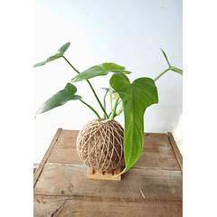 Panduriforme (Philodendron bipennifolium)