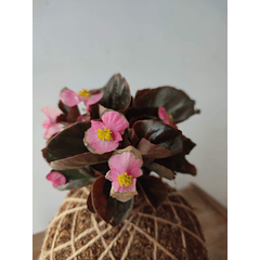 Porcelana (Begonia semperflorens)
