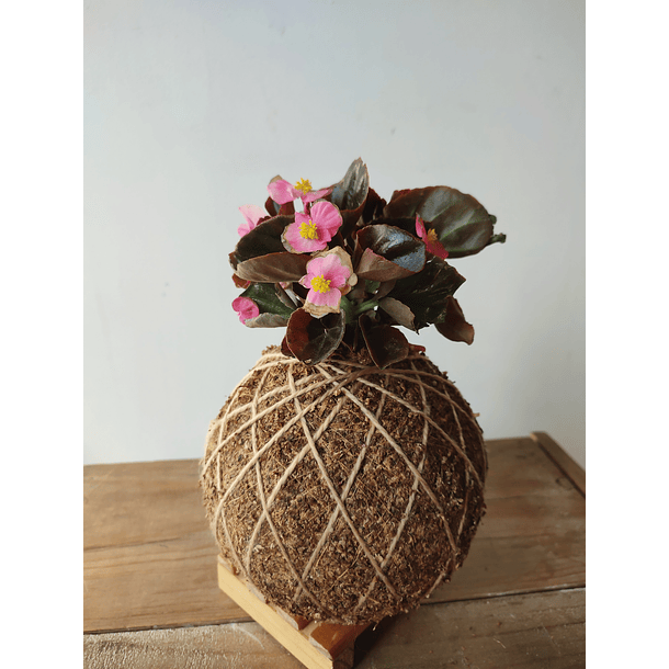 Porcelana (Begonia semperflorens) 1