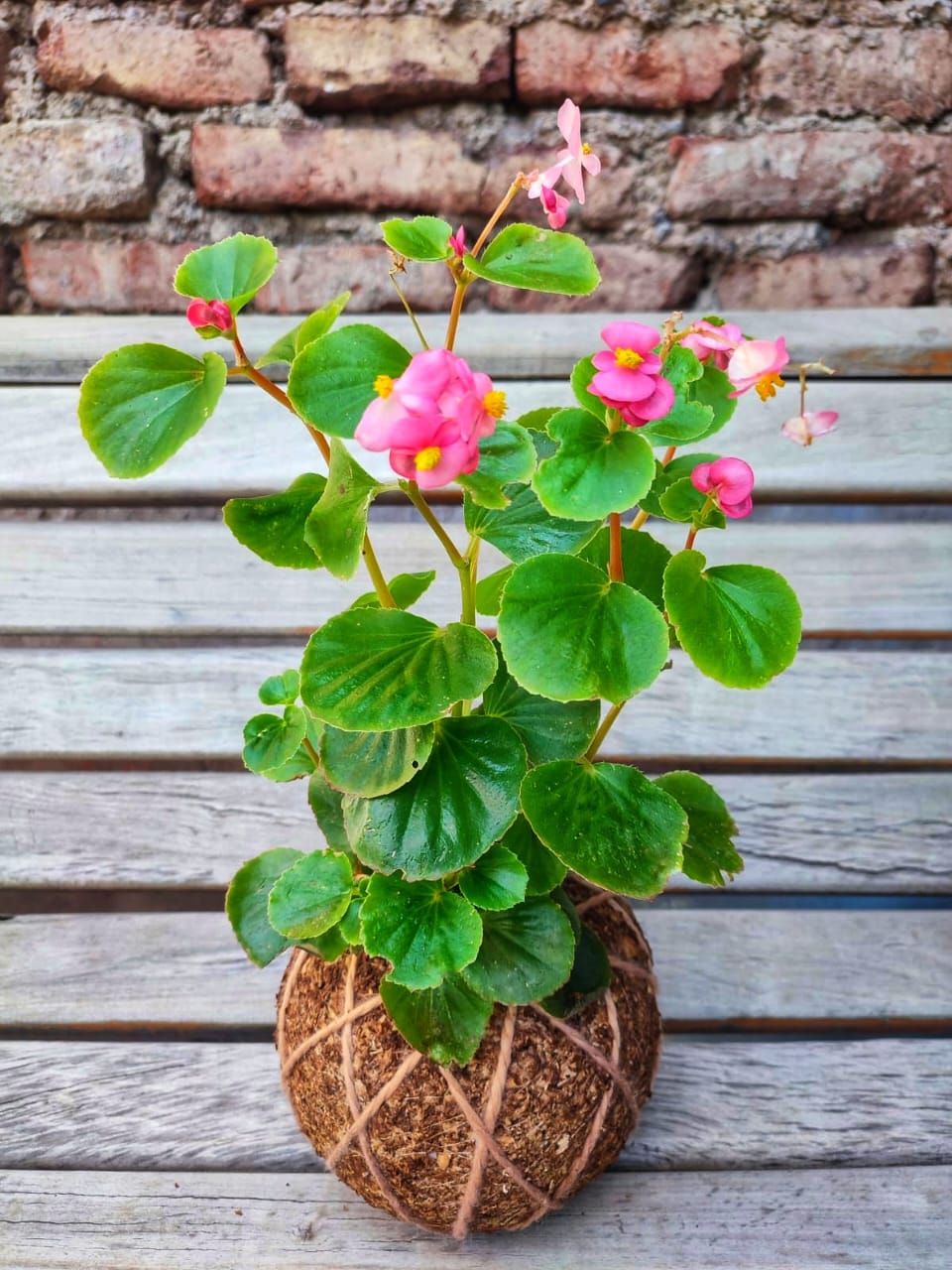 Porcelana (Begonia semperflorens)