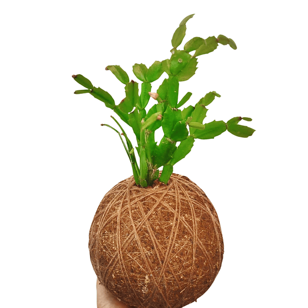 Schlumbergera (Schlumbergera truncata) 1