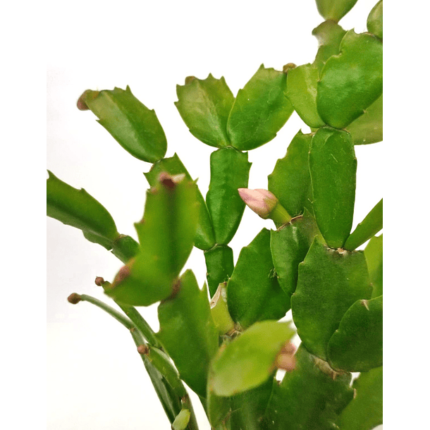 Schlumbergera (Schlumbergera truncata) 3