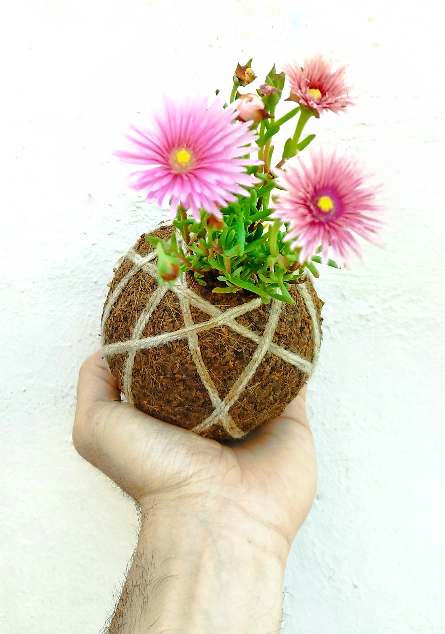 Rayito de Sol (Lampranthus roseus)