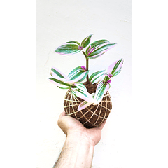 Kokedama Tradescantia Nanouk Pink (Tradescantia fluminensis)