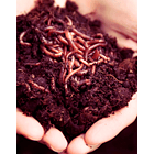 Lombrices californianas - Núcleos para vermicomposteras - Vermicompost 1