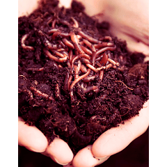 Lombrices californianas - Núcleos para vermicomposteras - Vermicompost