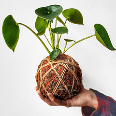 Peperomia cucharita (Peperomia polybotrya)