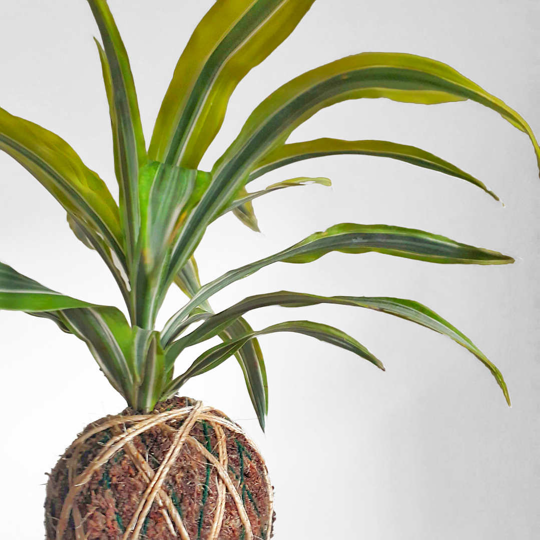 Dracena Lemon (Dracaena warneckii ‘Lemon Lime') 1