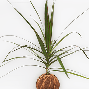 Dracena marginata (Dracaena marginata 'Colorama')