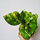 Pothus golden (Epipremnum aureum) 2