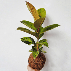 Gomero shivereana (Ficus elastica 'Shivereana')