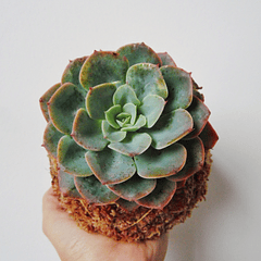 Suculenta Echeveria elegans