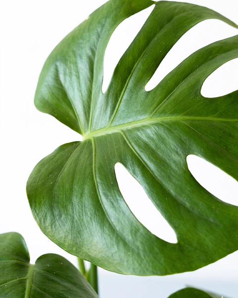 Monstera Deliciosa (Costilla de Adán)