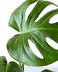 Monstera Deliciosa (Costilla de Adán) - Miniatura 2