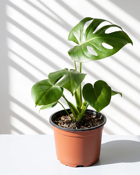 Monstera Deliciosa (Costilla de Adán)