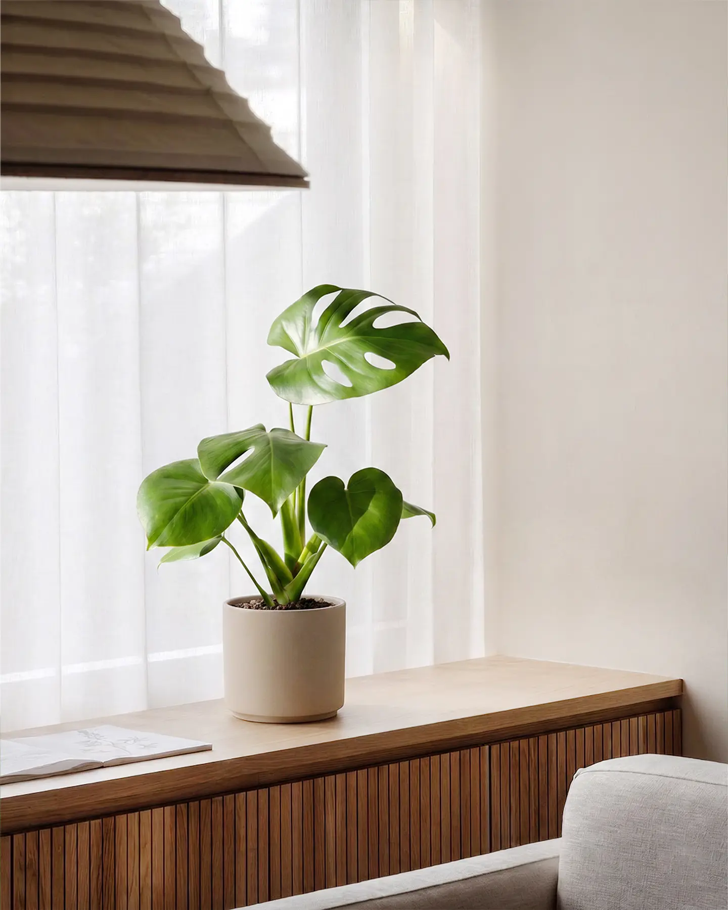 Monstera Deliciosa (Costilla de Adán) 3